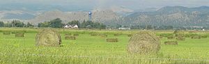 Different balers can produce hay bales in different sizes and shapes. Here two different balers were used to create both large round bales and smaller rectangular bales.