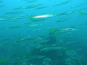 A school of yellowtail barracudas, Sphyraena flavicauda off Dayang, Malaysia.