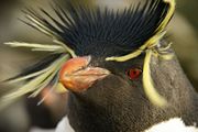Closeup of Southern rockhopper penguin (Eudyptes chrysocome).