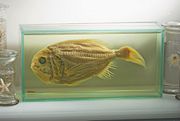 Museum specimen of a rare fish, the Orange Roughy.
