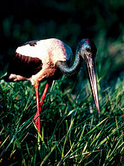 Black-necked Stork in Kakadu National Park