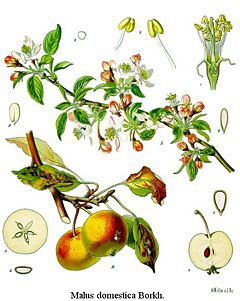 Fuji apple