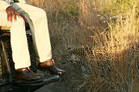 A female leopard in the Sabi Sands of South Africa illustrating just how close tourists can get to these wild cats.