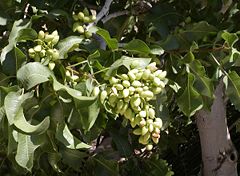 Pistachio with ripening fruit