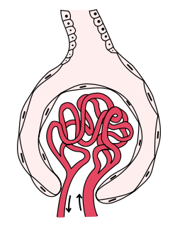 nephron bowman capsule glomerulus
