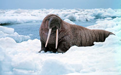 Image result for animals living in cold environments