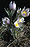 Anemonepatens.jpg