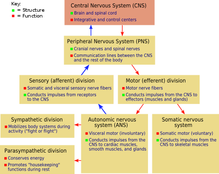 Nervous system - New World Encyclopedia