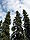 Picea glauca Fairbanks.jpg