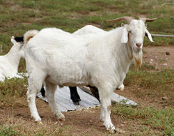 Goat Classification Chart