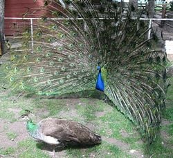 250px-Peacock_courting_peahen.jpg