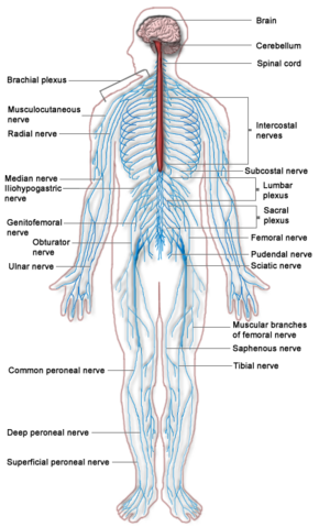 Somatic nervous system - New World Encyclopedia